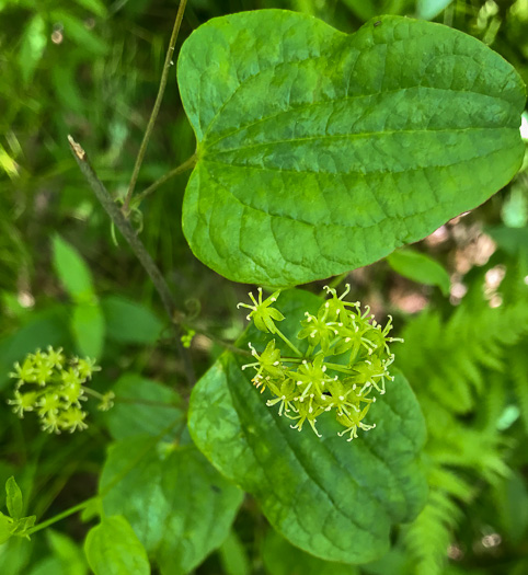 image of Smilax herbacea, Common Carrionflower, Smooth Carrionflower