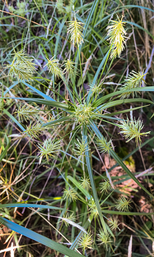 image of Cyperus retrofractus, Rough Flatsedge