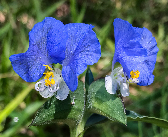 image of Commelina erecta var. erecta, Erect Dayflower, Slender Dayflower