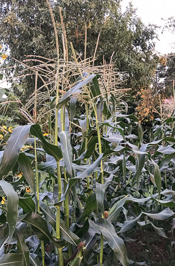 image of Zea mays ssp. mays, Corn, Maize