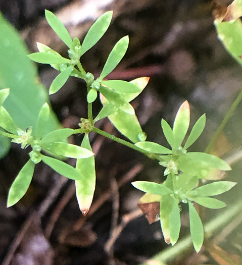 image of Paronychia montana, Mountain Nailwort, Shale-barren Whitlow-wort