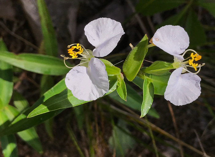 image of Commelina erecta var. erecta, Erect Dayflower, Slender Dayflower