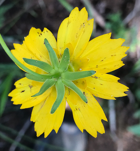 image of Coreopsis sp. [Glassy Mtn HP], a puzzling Coreopsis [Glassy Mtn HP]