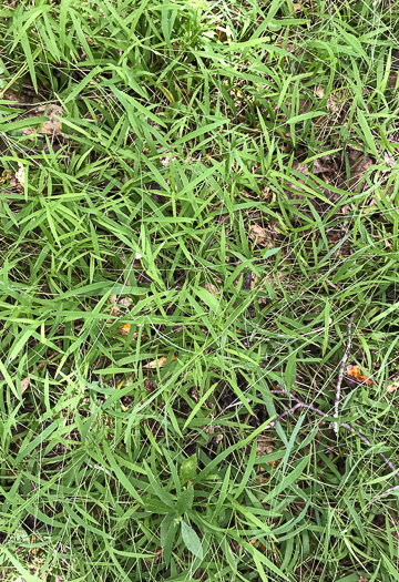 image of Leersia virginica, White Cutgrass, Whitegrass, Virginia Cutgrass