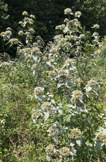 image of Pycnanthemum loomisii, Loomis's Mountain-mint