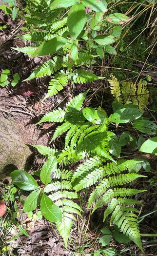 image of Dryopteris erythrosora, Autumn Fern, Japanese Red Shield-fern, Japanese Shield-fern
