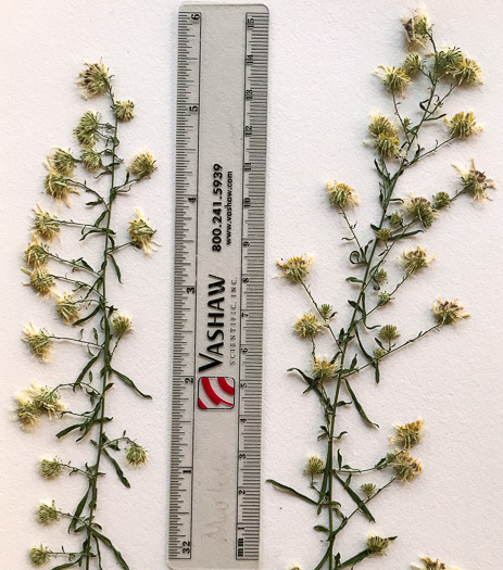 image of Symphyotrichum racemosum var. subdumosum, Small White Oldfield Aster