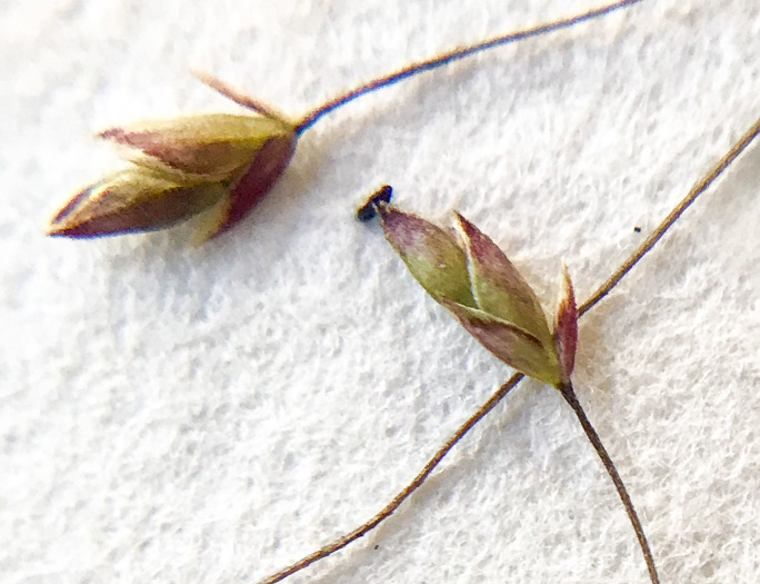 image of Eragrostis capillaris, Lace Lovegrass, Lacegrass