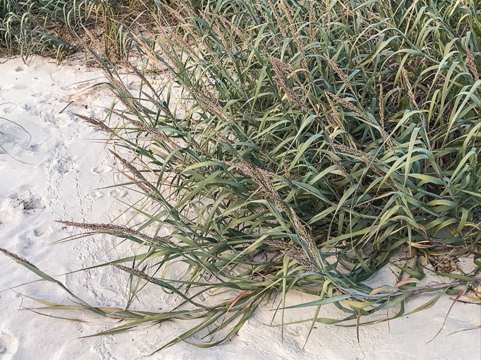 image of Panicum amarum, Seaside Panicum, Bitter Seabeach Grass, Bitter Panicgrass, Bitter Seaside Panic-grass
