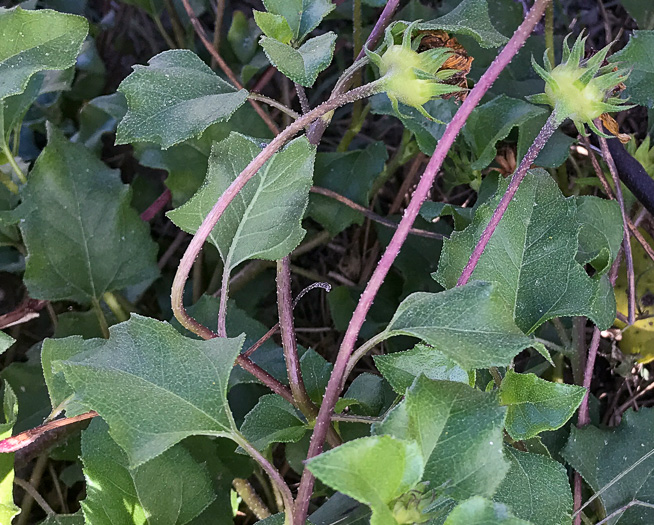 image of Helianthus debilis ssp. debilis, East Florida Beach Sunflower