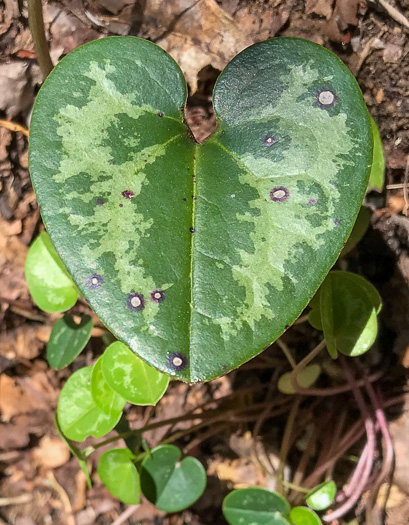 image of Hexastylis minor, Little Heartleaf, Small Heartleaf Ginger