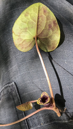 image of Hexastylis minor, Little Heartleaf, Small Heartleaf Ginger