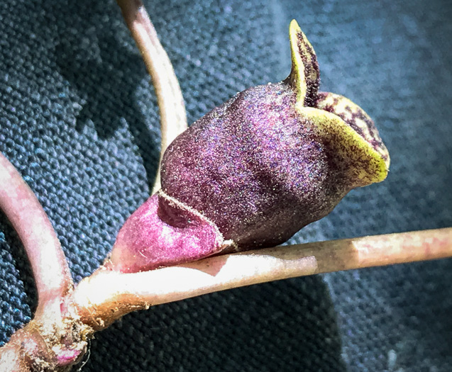 image of Hexastylis minor, Little Heartleaf, Small Heartleaf Ginger