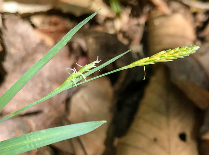 image of Carex laxiculmis, Spreading Sedge