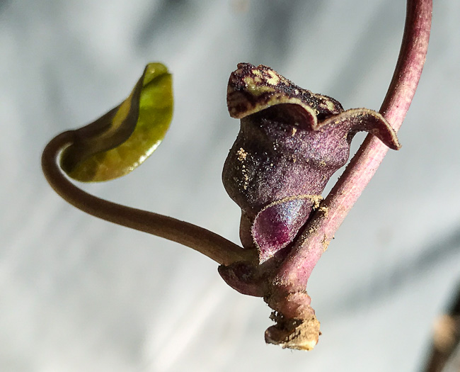 image of Hexastylis minor, Little Heartleaf, Small Heartleaf Ginger