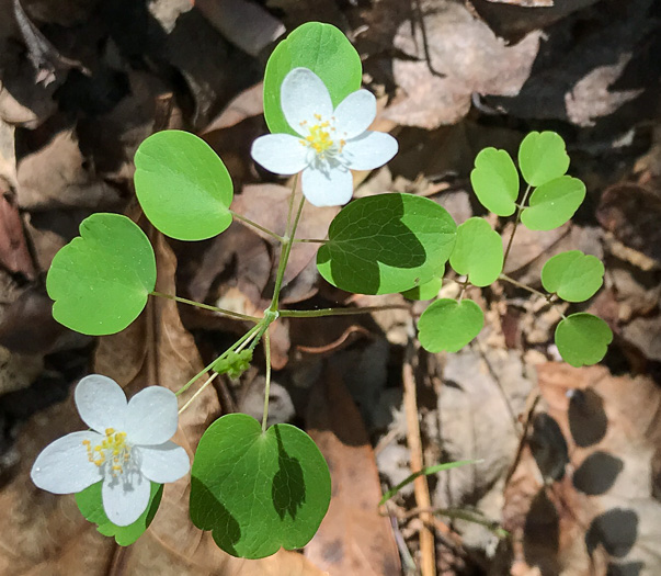 image of Thalictrum thalictroides, Windflower, Rue-anemone