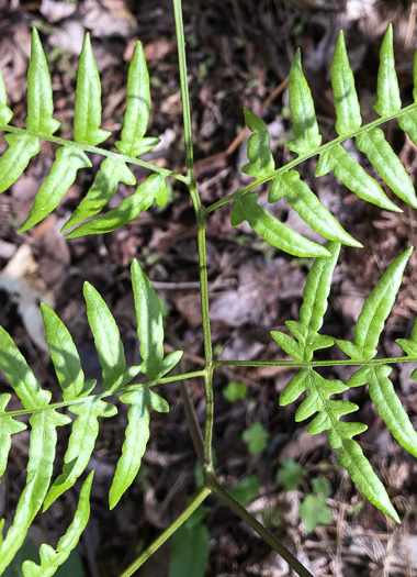 image of Pteridium pseudocaudatum, Southern Bracken