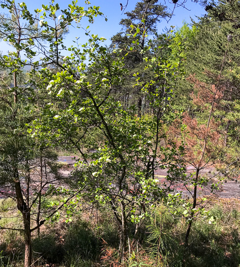 image of Crataegus aprica, Sunny Hawthorn