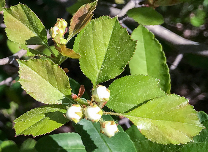 image of Crataegus aprica, Sunny Hawthorn