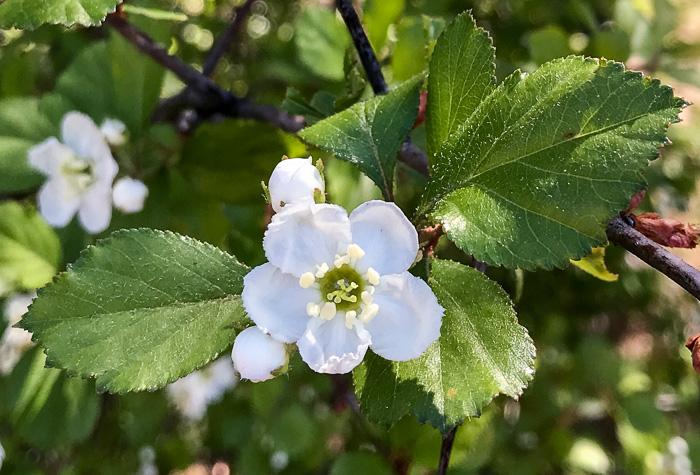image of Crataegus aprica, Sunny Hawthorn