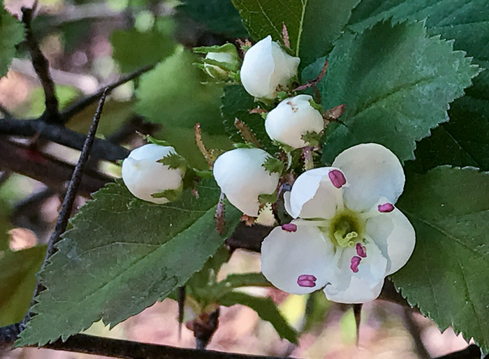 sepals