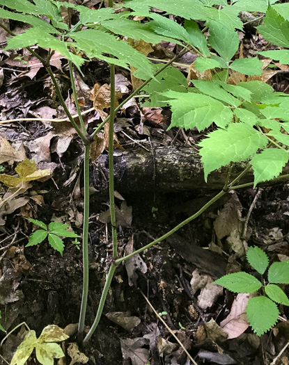image of Actaea racemosa, Common Black Cohosh, Early Black Cohosh, Black Snakeroot, black bugbane