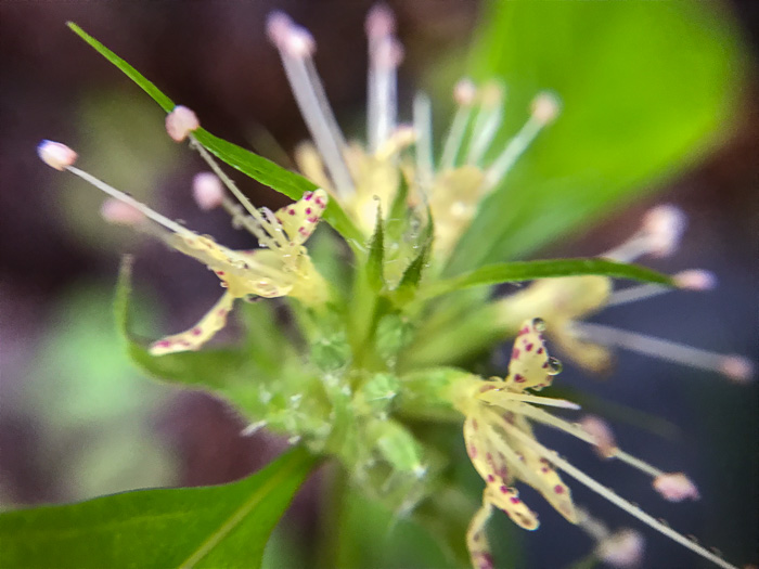 Appalachian Mountain-mint