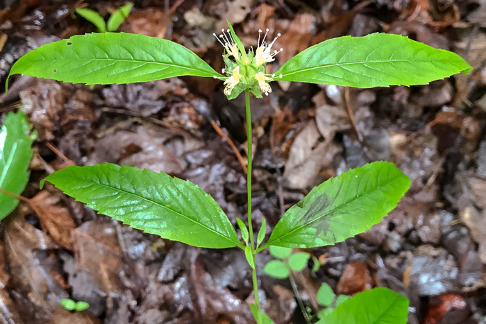 Appalachian Mountain-mint