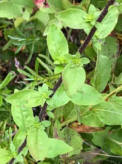 image of Solidago bicolor, Silverrod, White Goldenrod