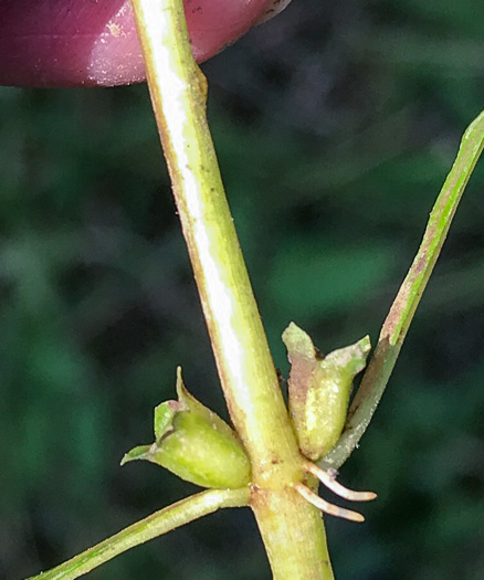 image of Ludwigia palustris, Common Water-purslane, Marsh Purslane, Marsh Seedbox