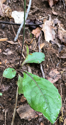 Hieracium marianum, Maryland Hawkweed