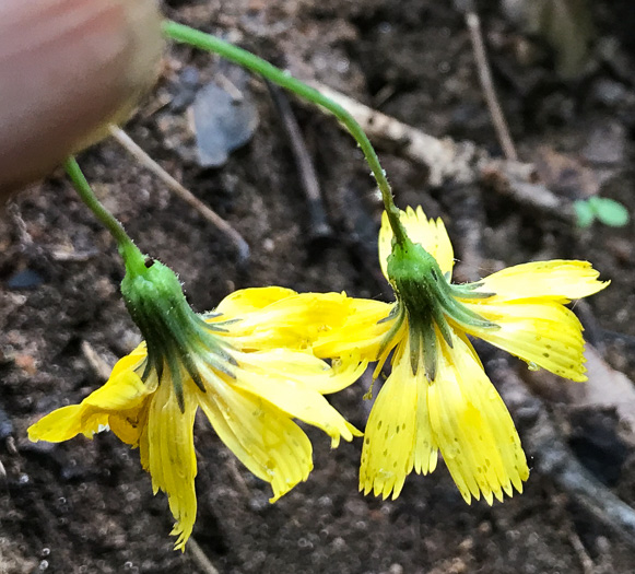 Hieracium marianum, Maryland Hawkweed