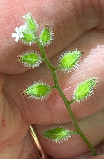pedicel