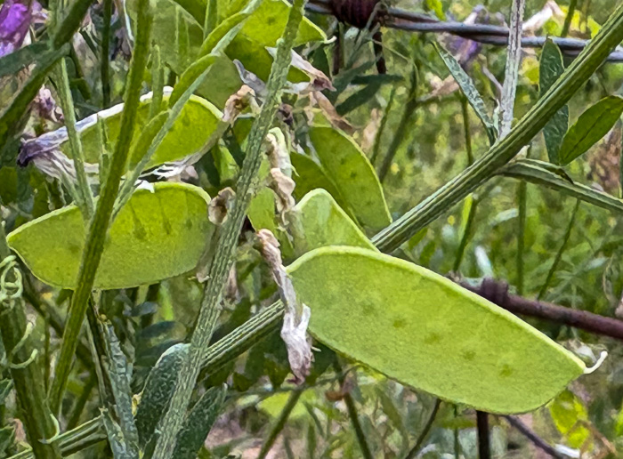 legume