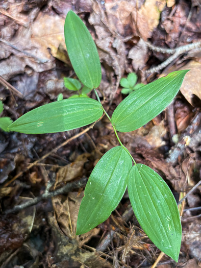 Wild-oats