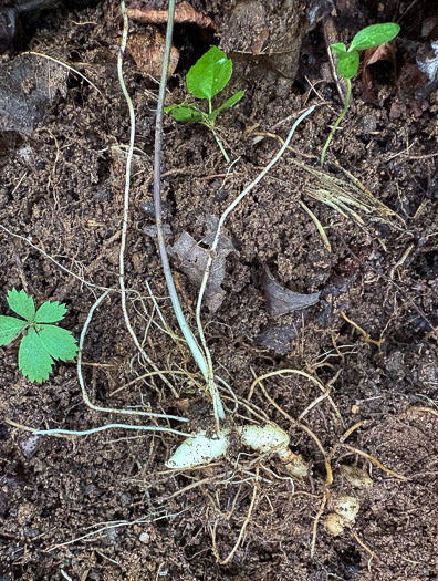 rhizome