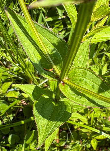 image of Rhexia virginica, Virginia Meadowbeauty, Wingstem Meadowbeauty, Deergrass