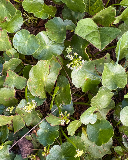 image of Hydrocotyle tribotrys, Whorled Marsh-pennywort, Water-pennywort