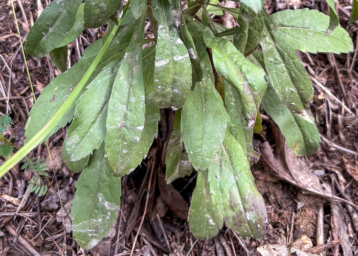 image of Solidago nemoralis, Eastern Gray Goldenrod