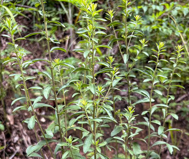 image of Solidago nemoralis, Eastern Gray Goldenrod