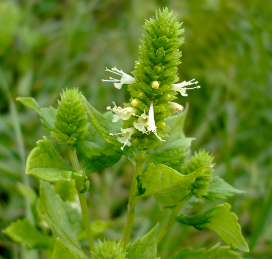 image of Agastache nepetoides, Yellow Giant-hyssop