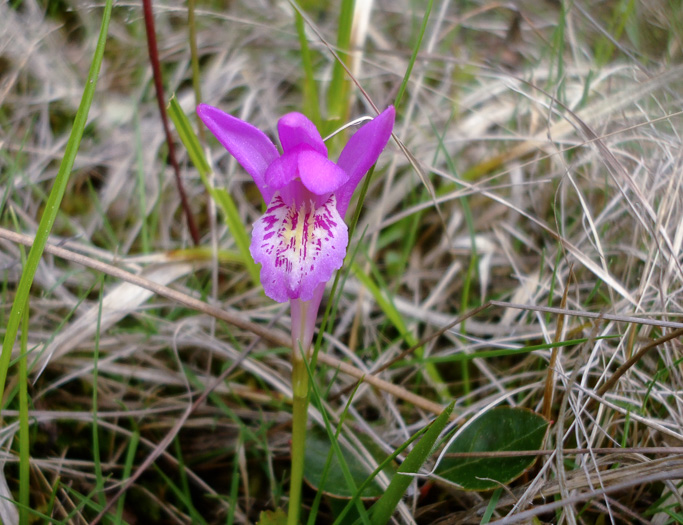 image of Arethusa bulbosa, Bog-rose, Dragon's-mouth, Arethusa
