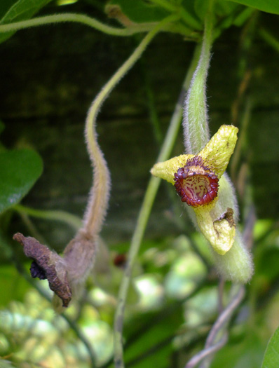 image of Isotrema tomentosum, Woolly Dutchman's Pipe, Woolly Pipevine