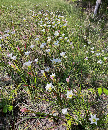 image of Zephyranthes simpsonii, Florida Atamasco-lily, Red-margined Atamasco-lily, Rain-lily