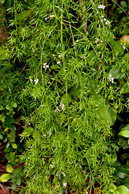 image of Asparagus aethiopicus, Sprenger’s Asparagus-fern, Emerald-fern
