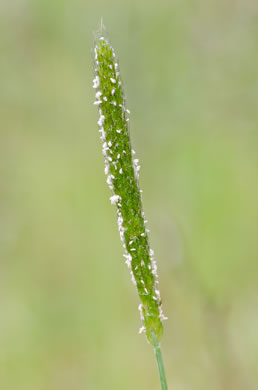 image of Alopecurus carolinianus, Carolina Foxtail Grass