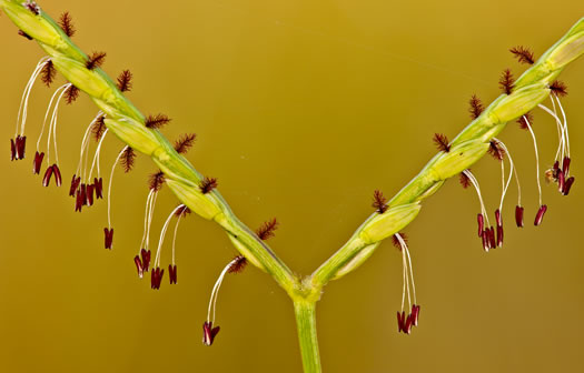 image of Axonopus furcatus, Big Carpetgrass