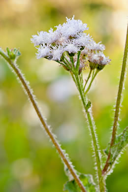 image of Ageratum houstonianum, Ageratum, Floss-flower