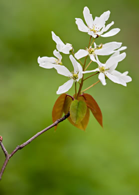 image of Amelanchier laevis, Allegheny Serviceberry, Smooth Serviceberry
