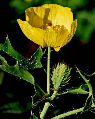 image of Argemone mexicana, Mexican Prickly-poppy, Mexican Poppy
